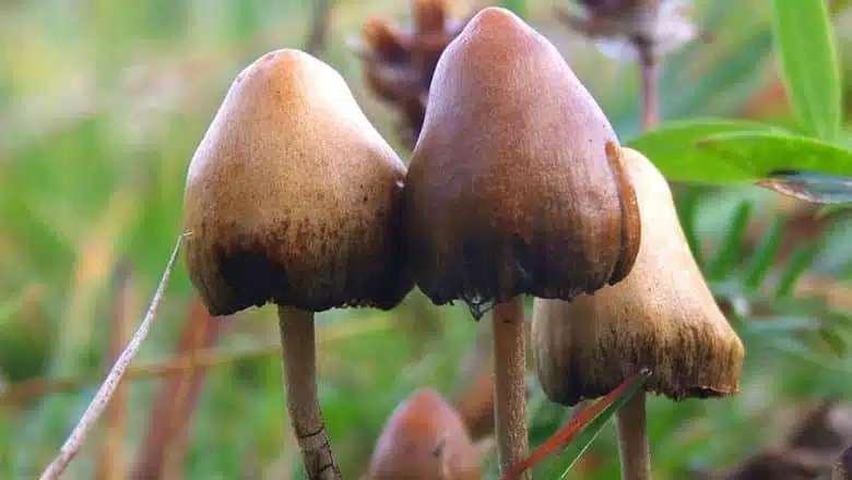Can magic mushrooms be used to treat depression?